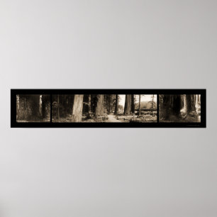 Póster A foto gigante 1912 das sequóias vermelhas