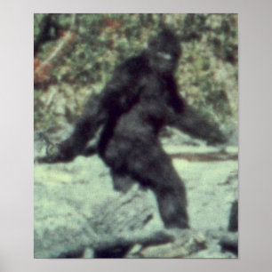 POSTER A FOTO ORIGINAL DA SASQUATCH DE 1967