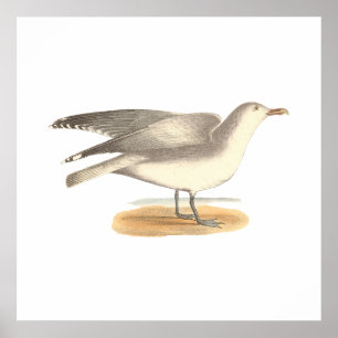 Poster A gaivota do inverno (argentatus do Larus)