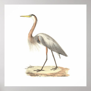 Póster A garça-real de grande azul (herodias do Ardea)