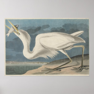 Poster A garça-real de grande branco