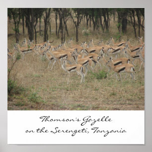 Poster A Gazela de Thomson no Serengeti, Ta...
