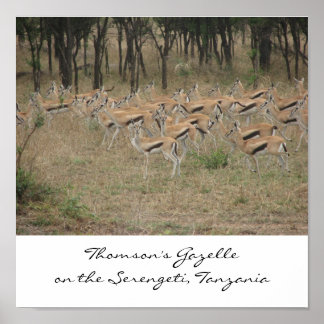Poster A Gazela de Thomson no Serengeti, Ta...