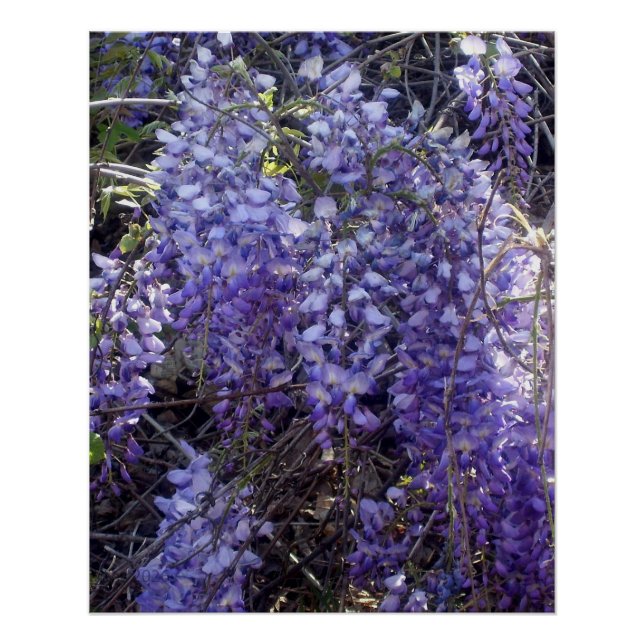 Póster A glicínias florescem na primavera (Frente)