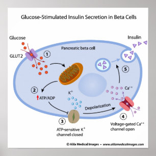 Poster A glicose induz a secreção da insulina em beta