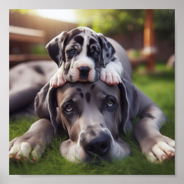 Poster A grande Dane e o seu cachorrinho (Frente)