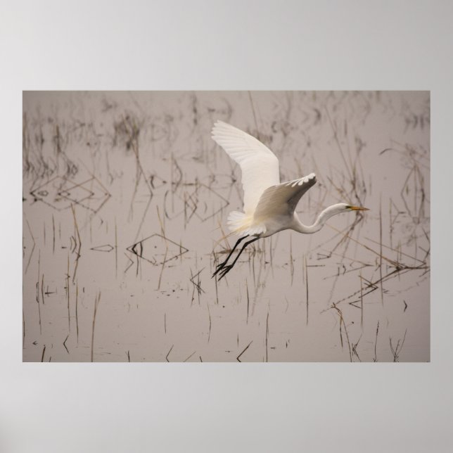 Póster A Grande Garça 36 x 24 Papel Arquivável (Matte) (Frente)