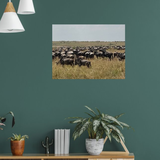 Poster A Grande Migração – Foto de Wildebeest Africano Pr (Sala de Estar 1)