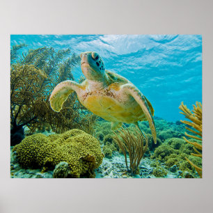Póster A Green Turtle On The Shallow Reefs Of Bonaire