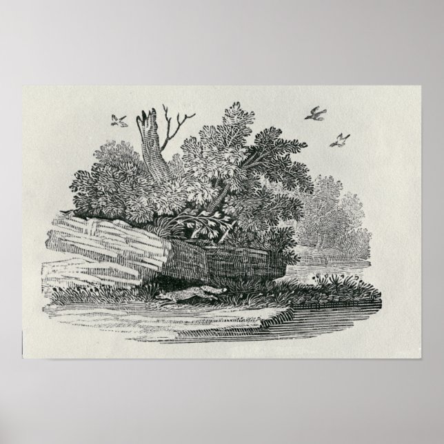 Póster A História Geral da Raposa (Frente)