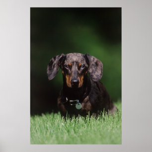 Poster A ideia Dapple coloriu o Dachshund