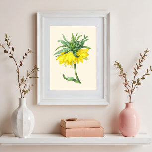 Poster A ilustração botânica Vintage da coroa imperial