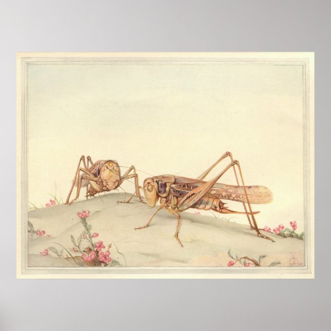 Póster A Ilustração do Livro de Insetos DECTICUS BRANCO (Frente)