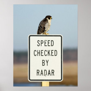 Poster A Ironia Final