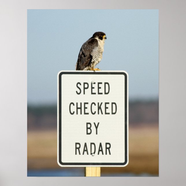 Poster A Ironia Final (Frente)