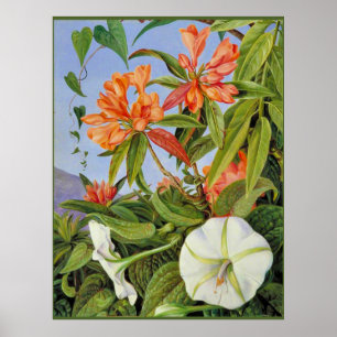Poster A Javan Rhododendrum e Ipomoea