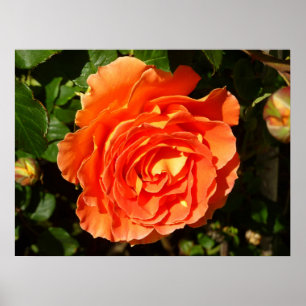 Póster A laranja aumentou floral bonito de I