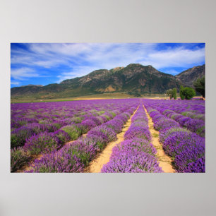 Póster A lavanda coloca para sempre