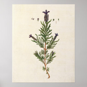 Póster A lavanda francesa, chapeia 241 'de um Herbal