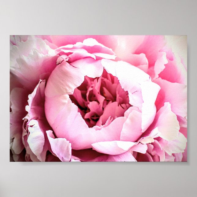 Poster A Linda Flor Elegante Rosa (Frente)