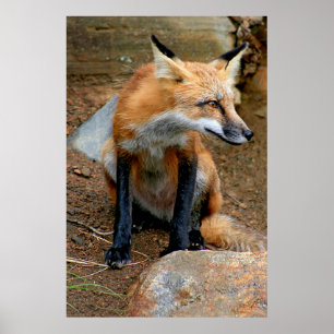 Poster A Linda Raposa Vermelha