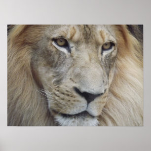 Póster A Lion's Stare