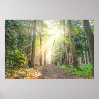 Poster A luz de cima na floresta