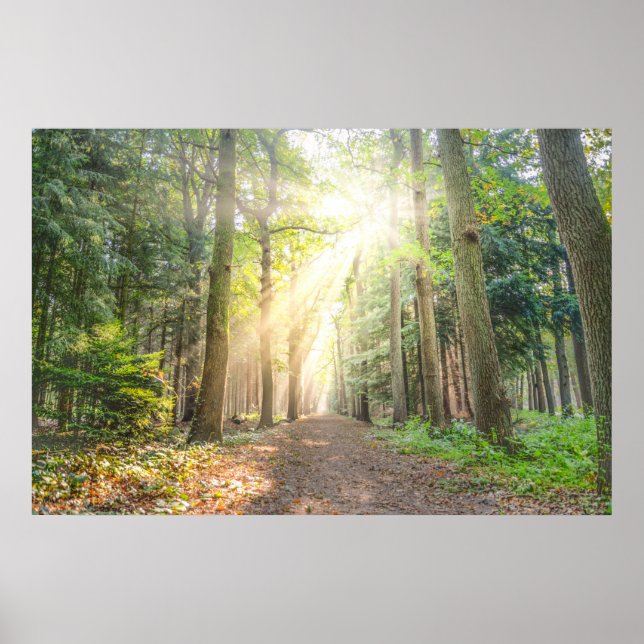 Poster A luz de cima na floresta (Frente)