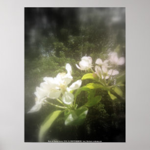 Póster a maçã floresce #2, preto e branco focal