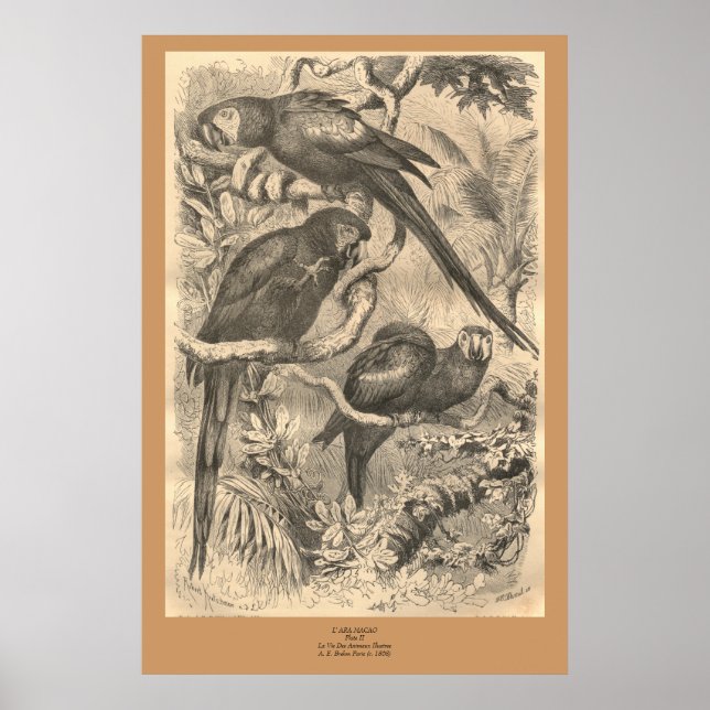 Póster A Macaw (Frente)
