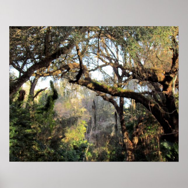 Póster A Magic Forrest (Frente)