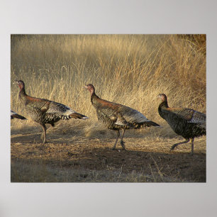 Póster A Marcha Da Turquia Ao Sunset