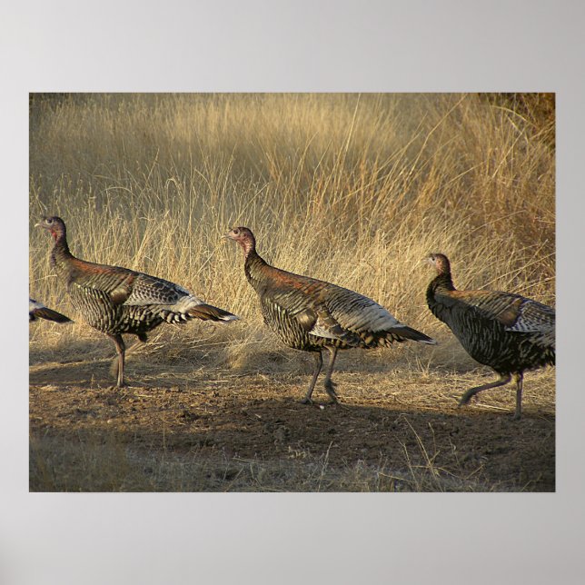 Póster A Marcha Da Turquia Ao Sunset (Frente)