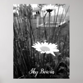 Poster a margarida do solitário