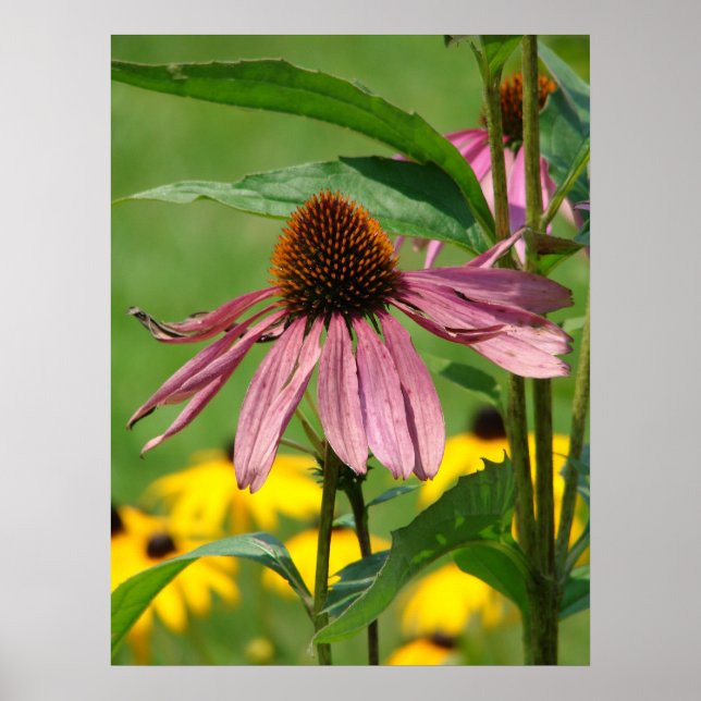 Póster À medida que o jardim cresce (Frente)