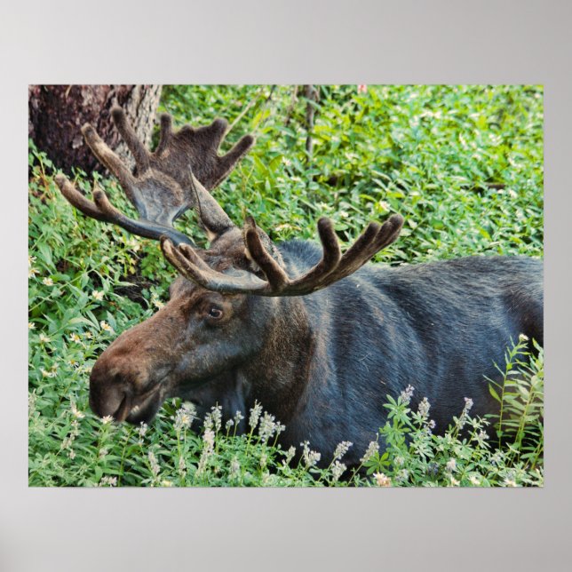 Poster A Moose (Frente)