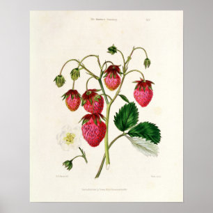 Póster A morango de Roseberry, gravada por Watte
