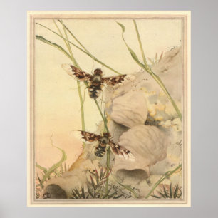 Poster A MOSCA do ANTRAZ - ilustração de livro do inset