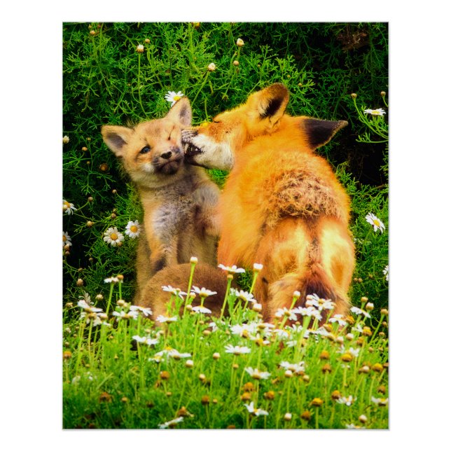 Póster A Mother's Kiss Wildlife Nature Art Print (Frente)