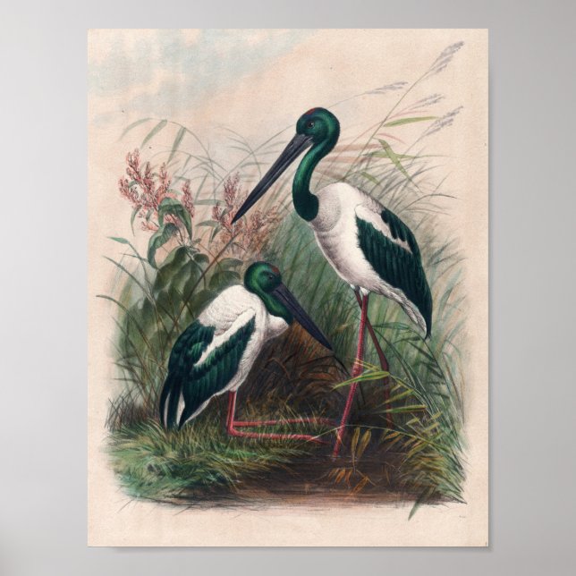 Poster A Mycteria australiana de Joseph Wolf (Frente)
