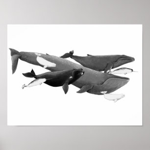 Poster A Natação De Baleias Ilustração Da Baleia De A