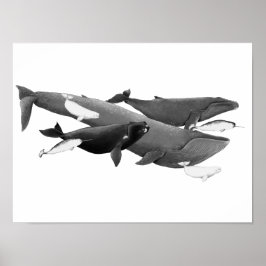 Poster A Natação De Baleias Ilustração Da Baleia De Arte