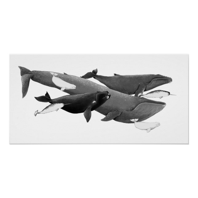Póster A Natação De Baleias Ilustração Da Baleia De Arte (Frente)