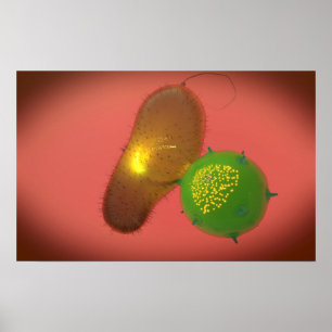 Poster A Natural Killer Cell Injects Toxin