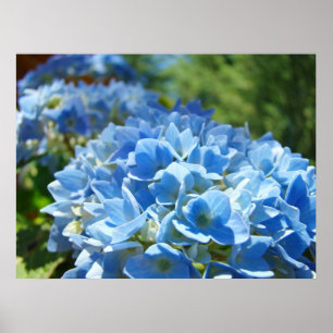 Poster A natureza cura flores azuis do Hydrangea dos