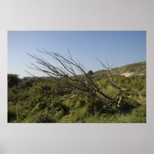 Póster A natureza é só às vezes