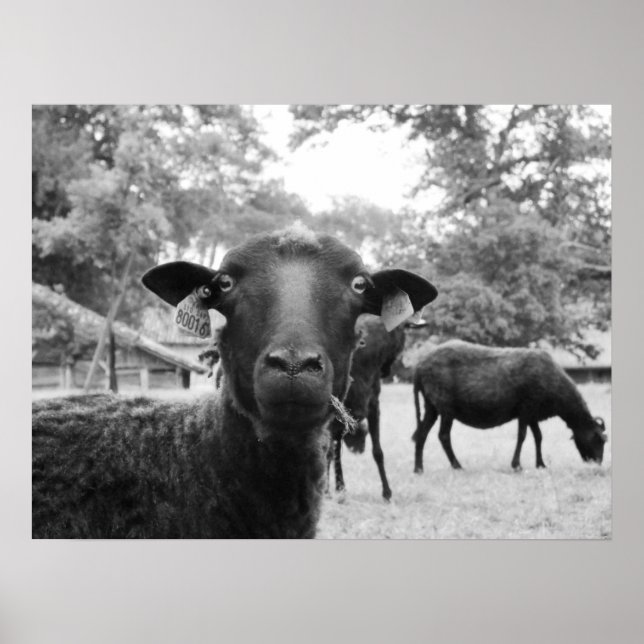 Poster A ovelha negra (Frente)