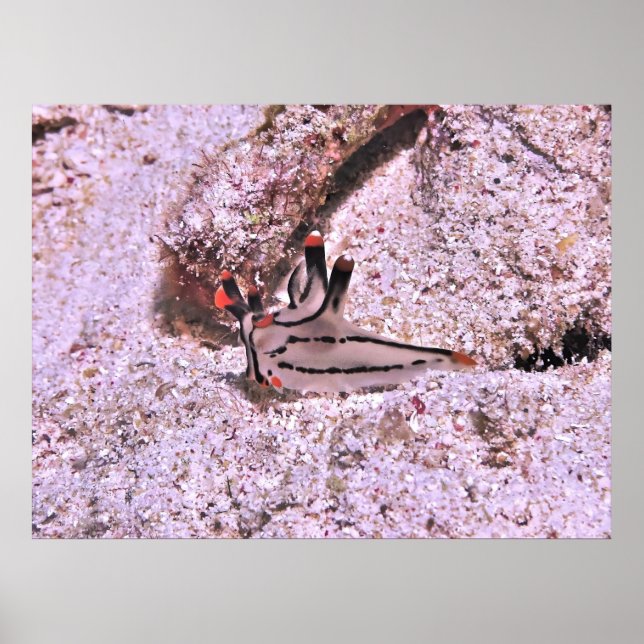 Poster A pacifica da Cera (Frente)