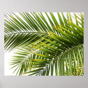 Póster A palmeira sae da foto tropical da natureza