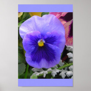 Poster A Pansy Azul